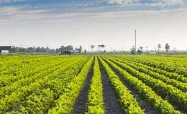 agriculture-Dissertation-Writing-Services